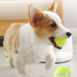 Smart Fetch Playmate