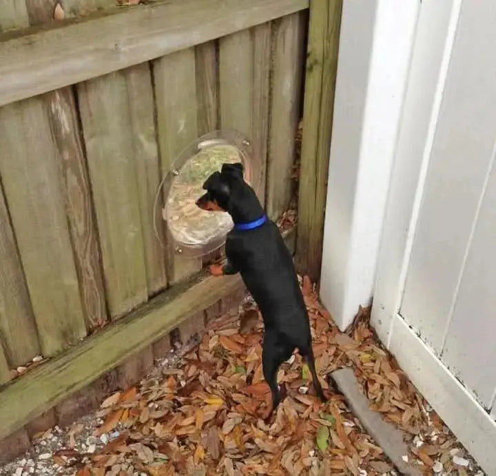 Fence Pet Peek