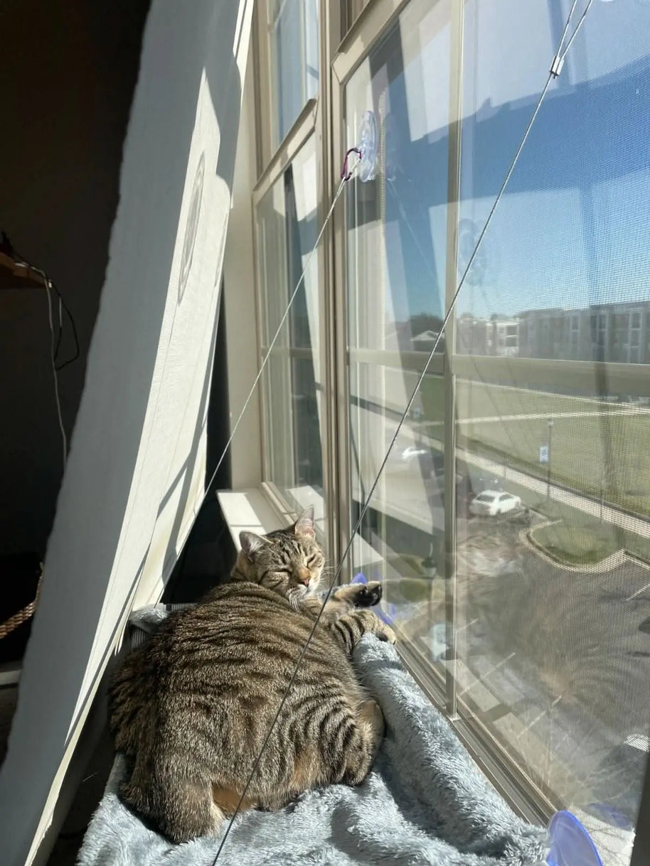 Pet Window Hammock