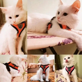 Pet Harness – Comfort and Safety in Every Step!