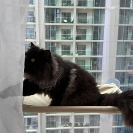 Pet Window Hammock