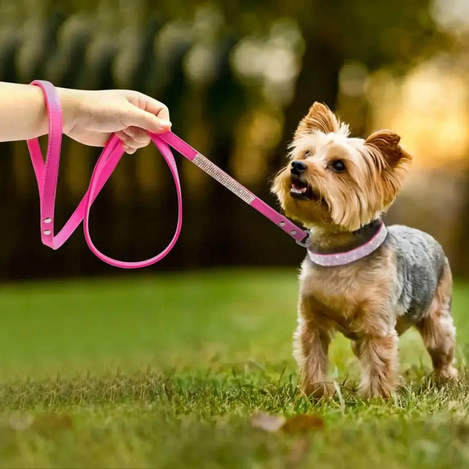 Stylish Pet Collar